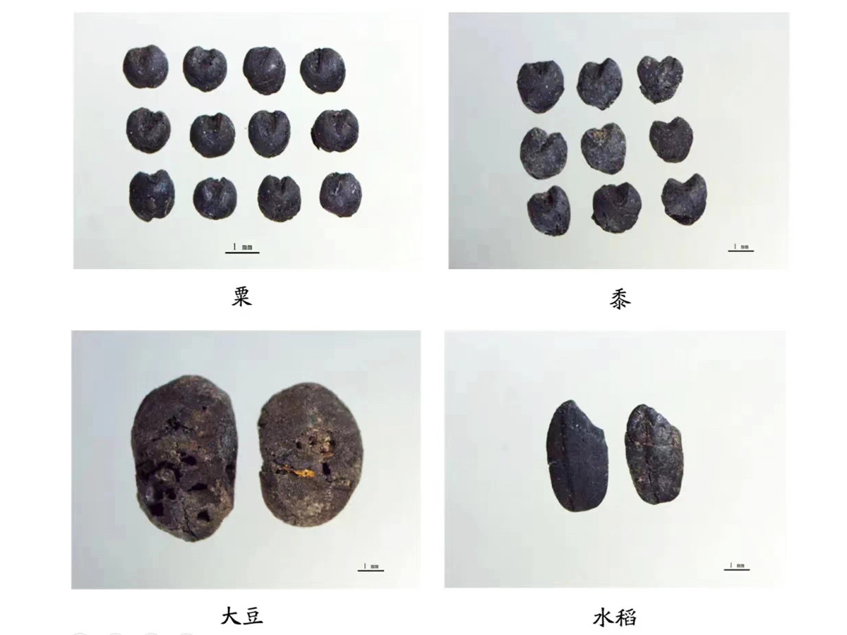 運城稷山東渠遺址出土的農(nóng)作物炭化種子 
